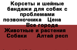 Корсеты и шейные бандажи для собак с проблемами позвоночника › Цена ­ 2 500 - Все города Животные и растения » Собаки   . Алтай респ.